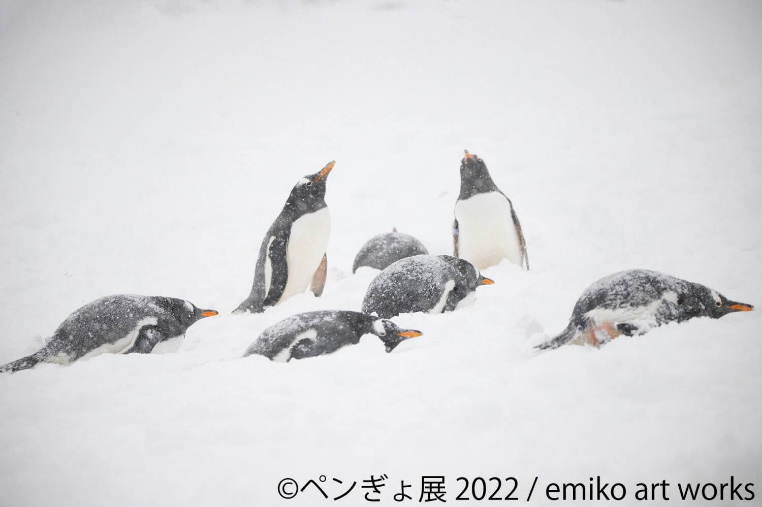 「ペンぎょ展」ペンギンと⾦⿂の合同写真展＆イラスト物販展、東京・名古屋・福岡で開催｜写真1