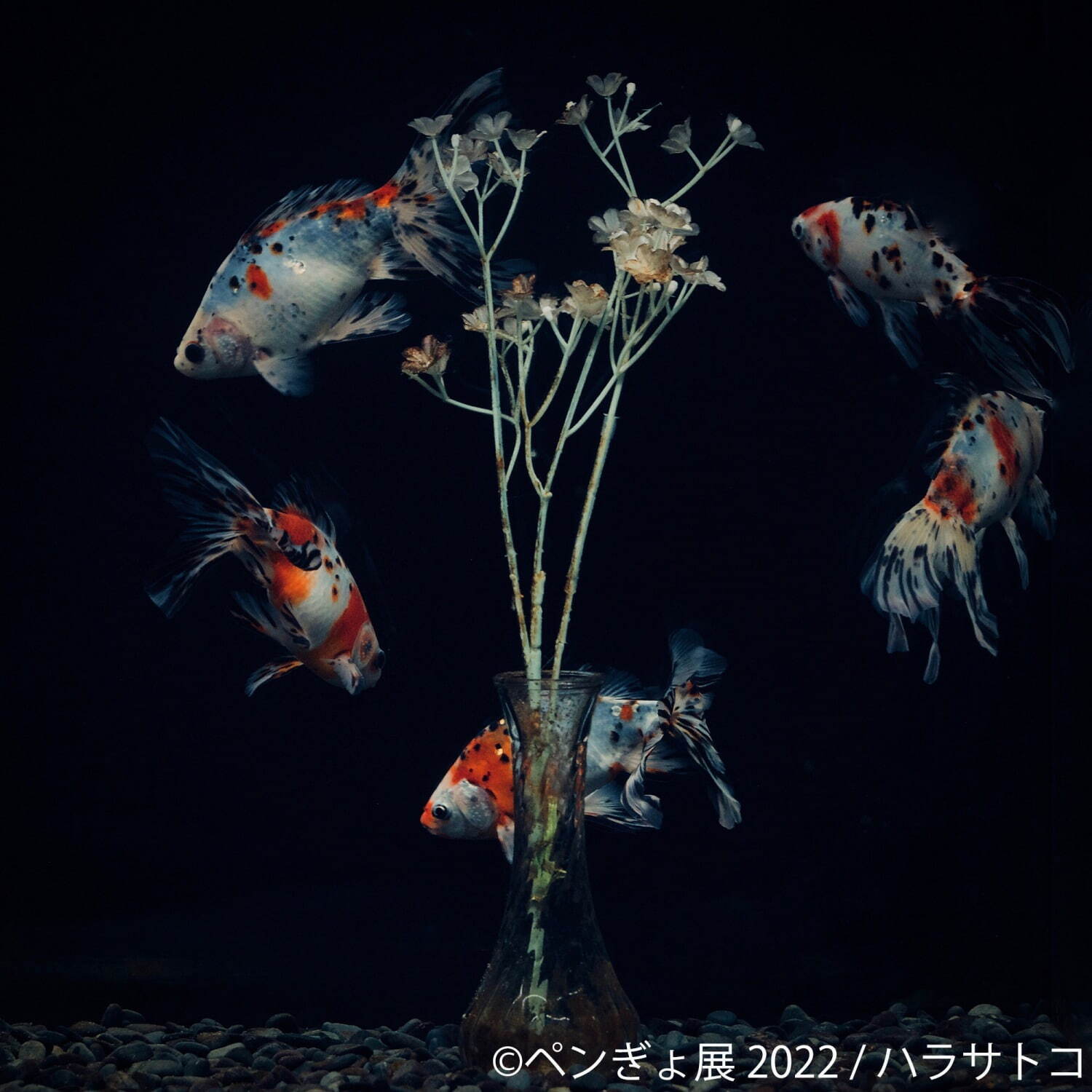 「ペンぎょ展」ペンギンと⾦⿂の合同写真展＆イラスト物販展、東京・名古屋・福岡で開催｜写真9