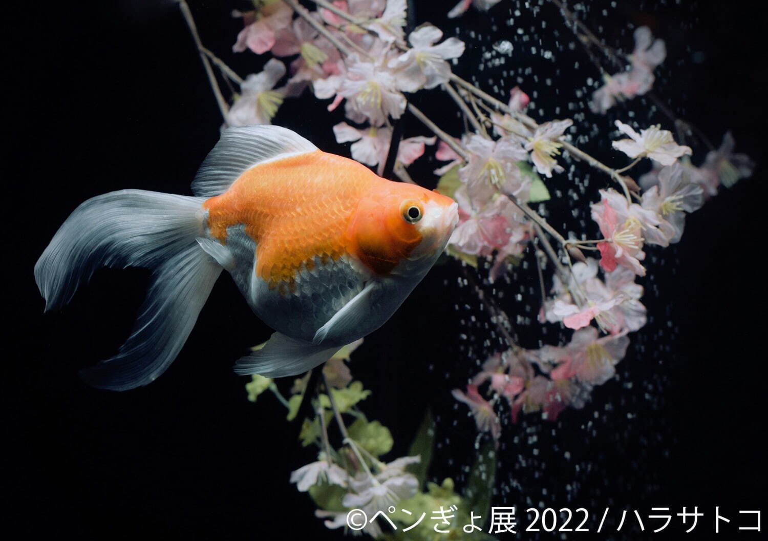 「ペンぎょ展」ペンギンと⾦⿂の合同写真展＆イラスト物販展、東京・名古屋・福岡で開催｜写真8