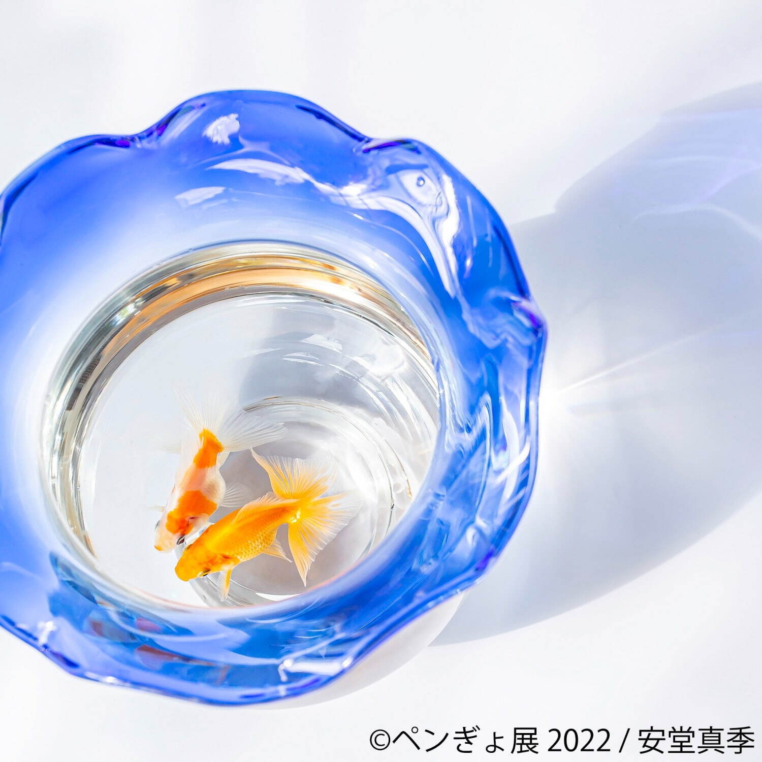 「ペンぎょ展」ペンギンと⾦⿂の合同写真展＆イラスト物販展、東京・名古屋・福岡で開催｜写真12