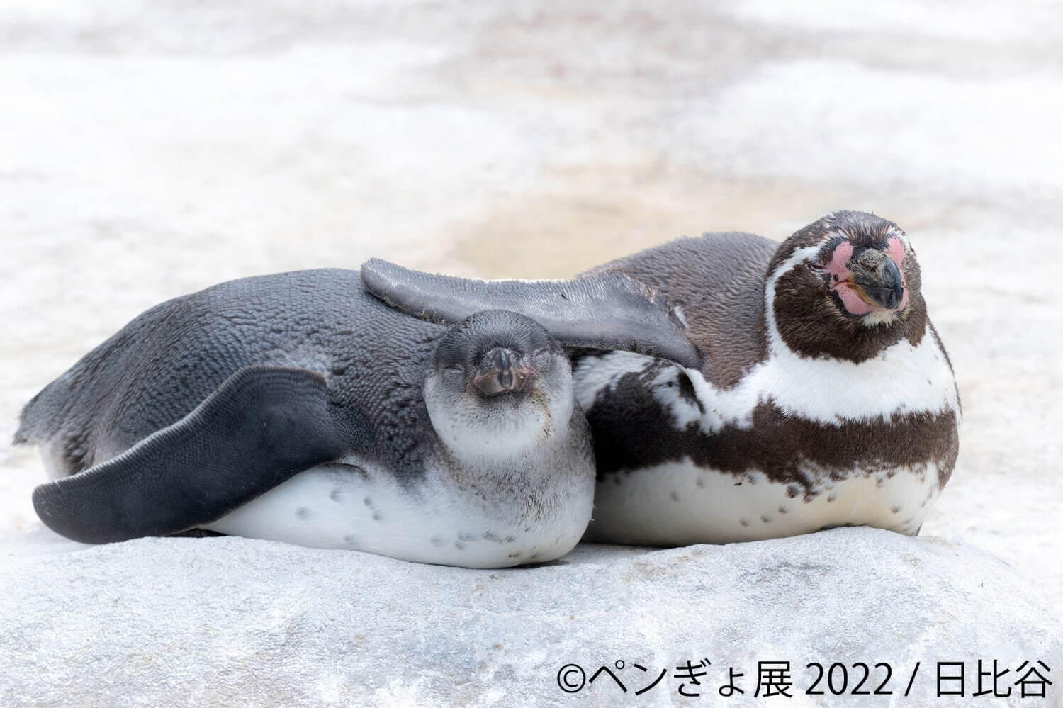 「ペンぎょ展」ペンギンと⾦⿂の合同写真展＆イラスト物販展、東京・名古屋・福岡で開催｜写真13