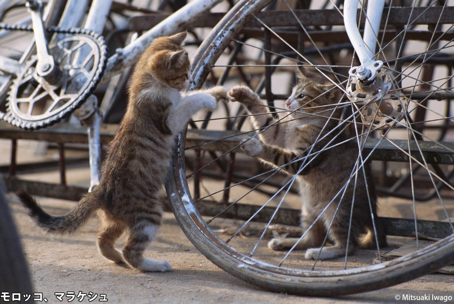 岩合光昭“猫”を写した2つの写真展、角川武蔵野ミュージアムで - 愛くるしい「こねこ」＆世界のネコ｜写真4