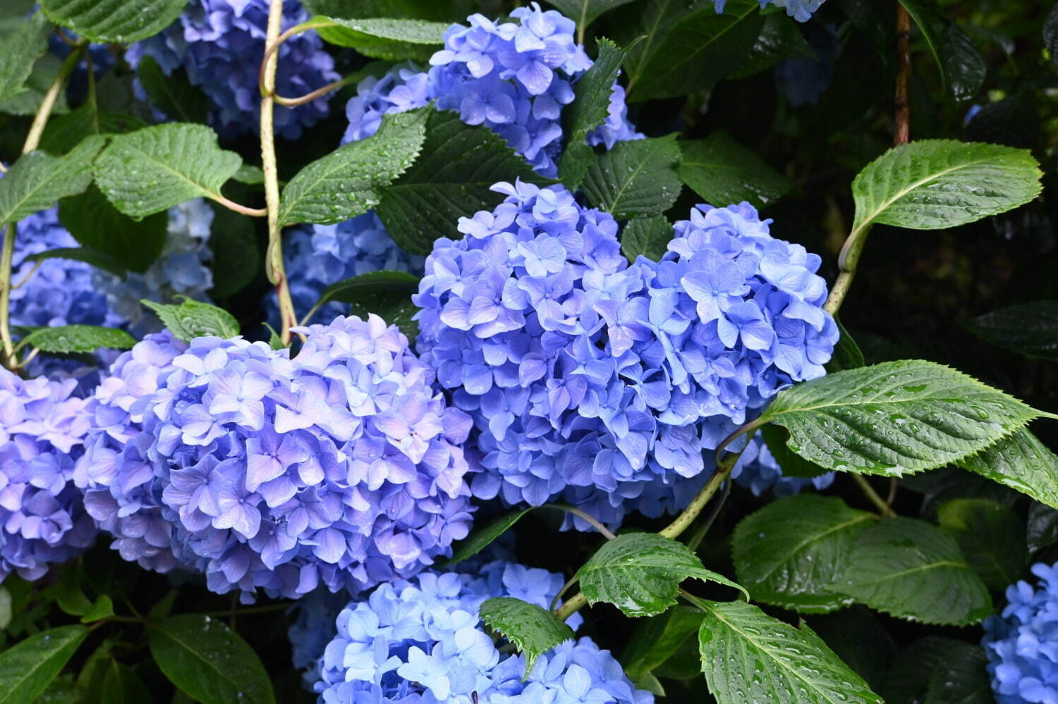 大阪「万博記念公園 あじさい祭」青や紫、ピンクなど約30品種4,000株のあじさい｜写真7