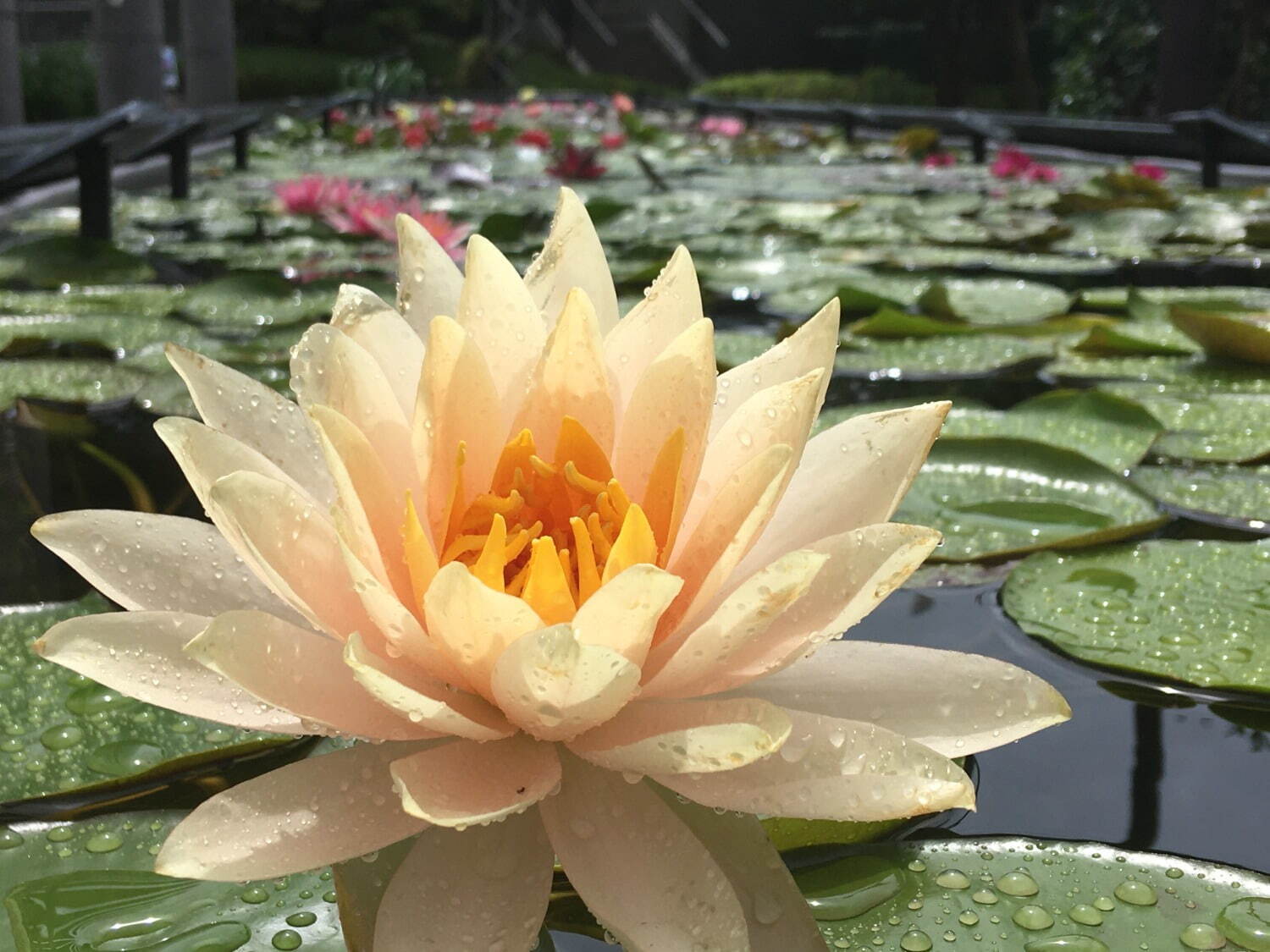 滋賀・⽔⽣植物公園みずの森「スイレン展」満開のスイレンが園内に＆"和と洋”テーマの演出など｜写真1