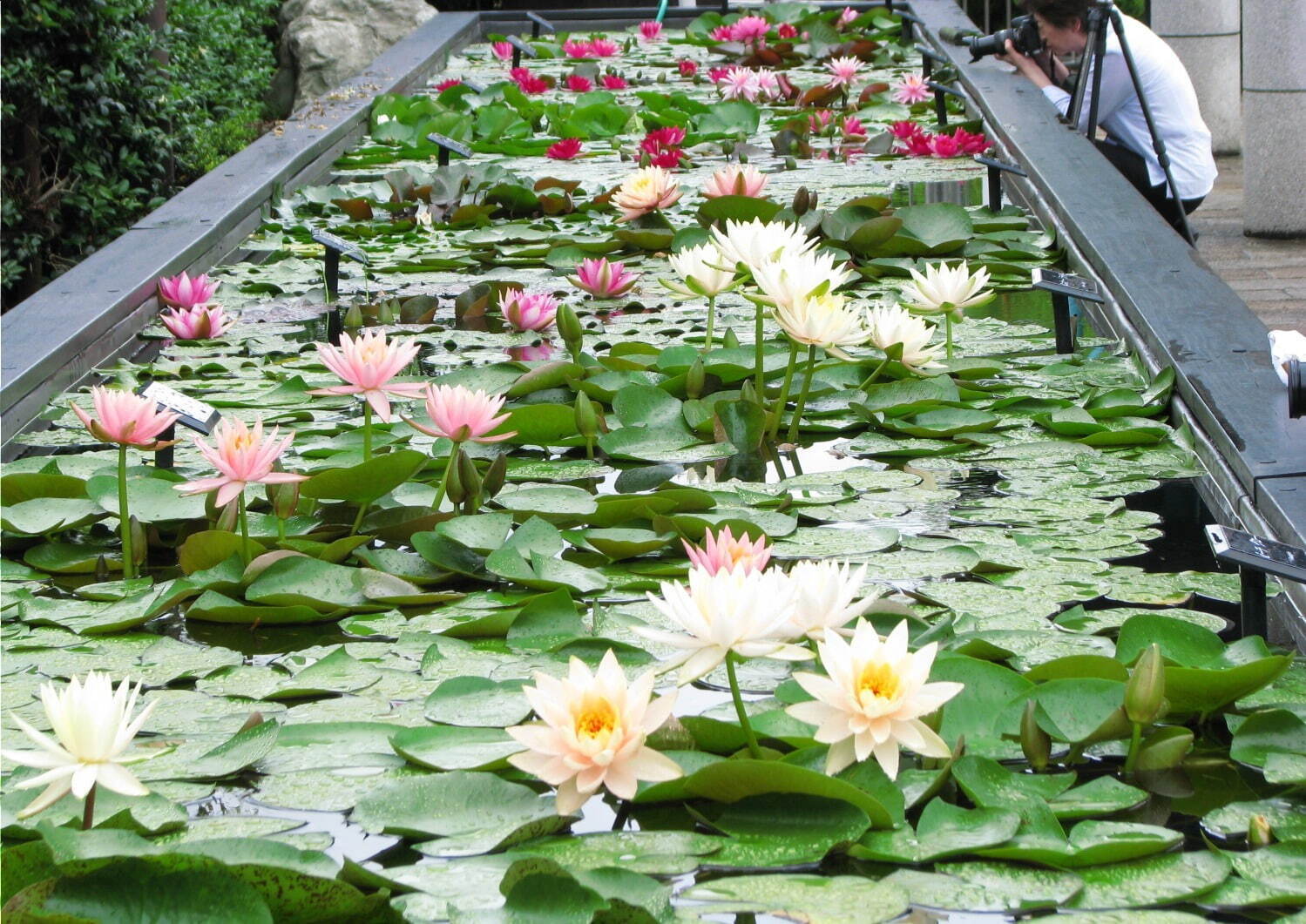 滋賀・⽔⽣植物公園みずの森「スイレン展」満開のスイレンが園内に＆"和と洋”テーマの演出など｜写真3