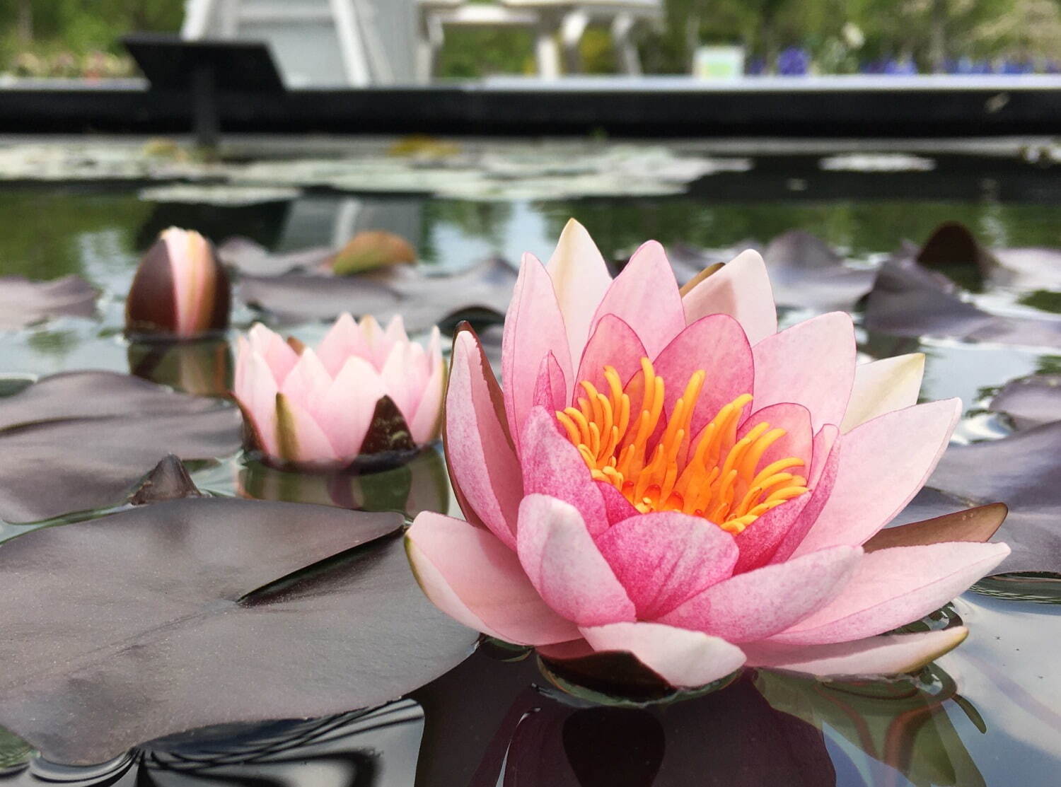 滋賀・⽔⽣植物公園みずの森「スイレン展」満開のスイレンが園内に＆"和と洋”テーマの演出など｜写真18