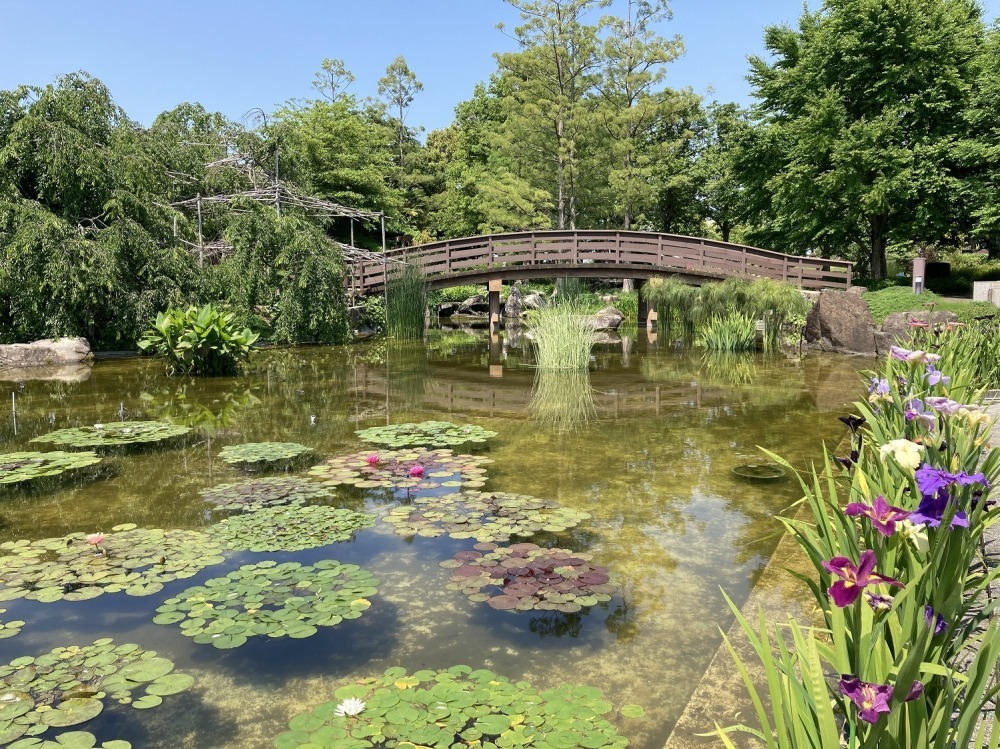 滋賀・⽔⽣植物公園みずの森「スイレン展」満開のスイレンが園内に＆"和と洋”テーマの演出など｜写真9