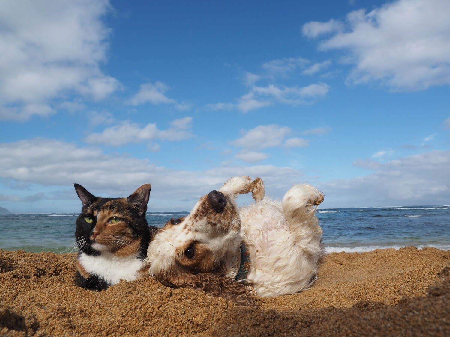 岩合光昭写真展 「ねこといぬ」千葉・パレット柏で、仲良しの"犬ねこ”コンビ＆日本の犬シリーズも｜写真4