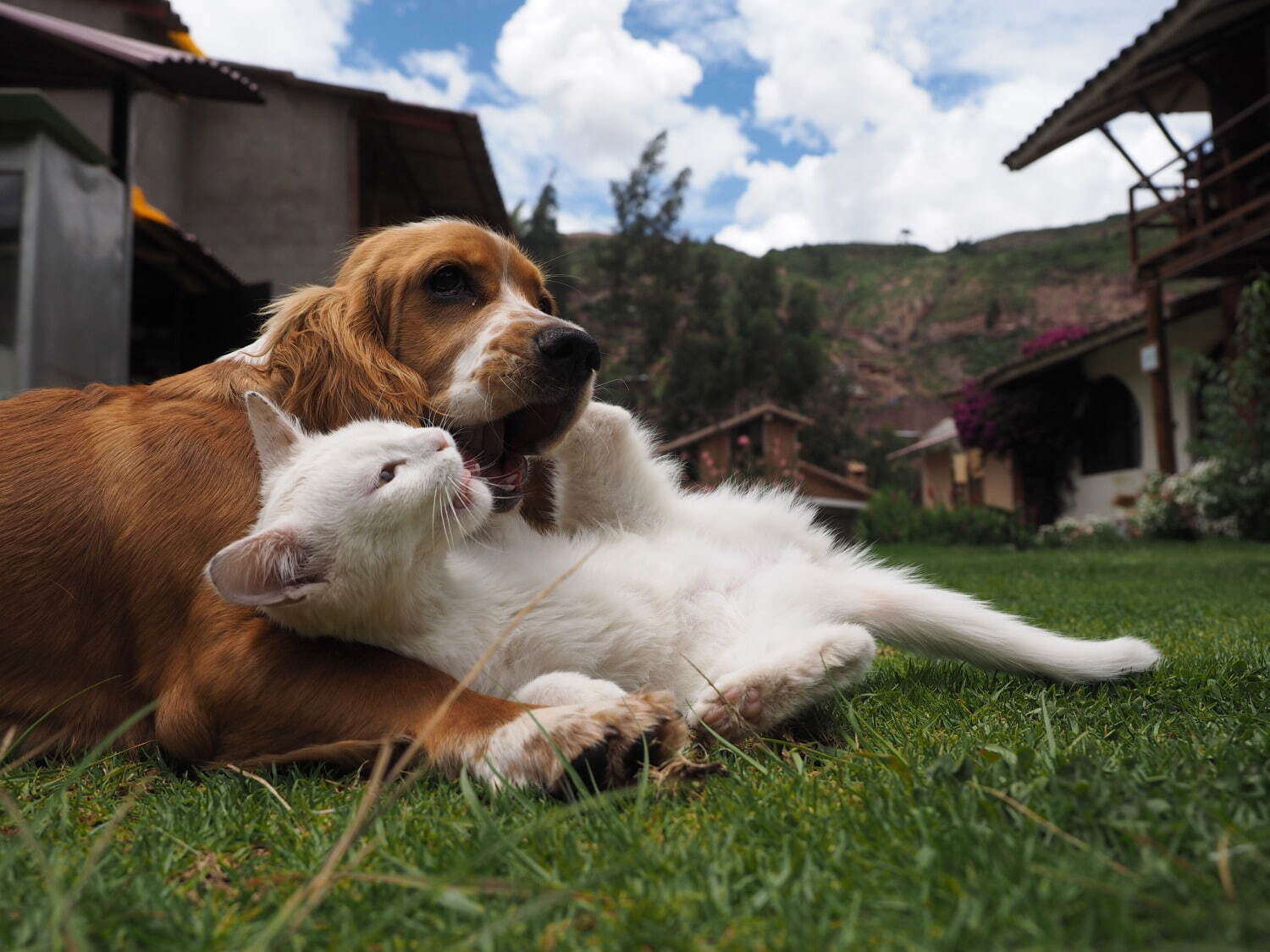 岩合光昭写真展 「ねこといぬ」千葉・パレット柏で、仲良しの"犬ねこ”コンビ＆日本の犬シリーズも｜写真6