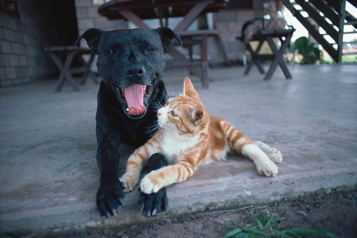 岩合光昭写真展 「ねこといぬ」千葉・パレット柏で、仲良しの"犬ねこ”コンビ＆日本の犬シリーズも｜写真10