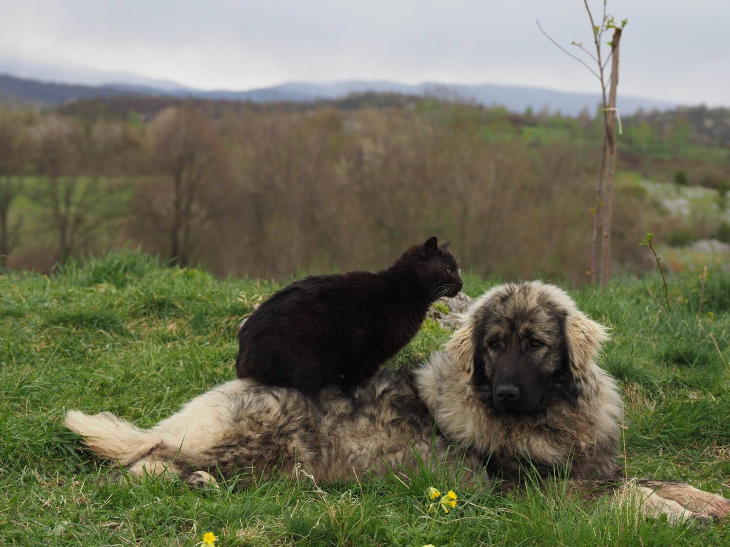 岩合光昭写真展 「ねこといぬ」千葉・パレット柏で、仲良しの"犬ねこ”コンビ＆日本の犬シリーズも｜写真9