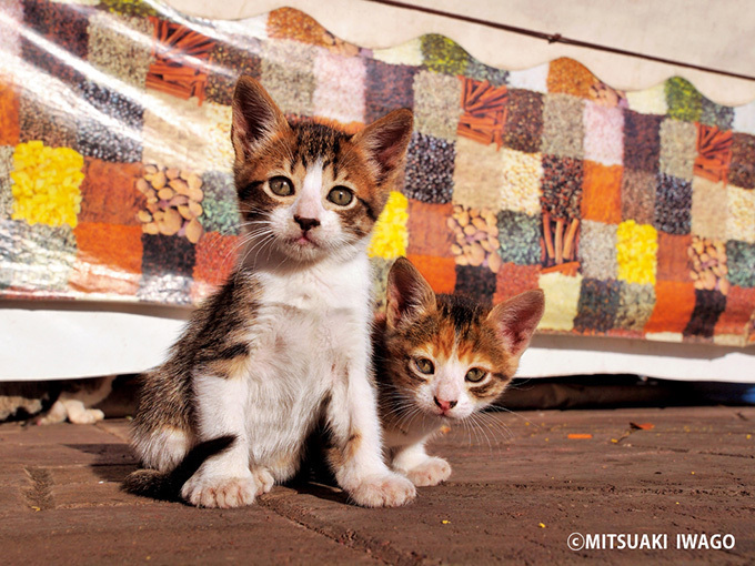 世界のネコの今日 - 岩合光昭の写真展「ねこ歩き」静岡・広島・青森に巡回｜写真1