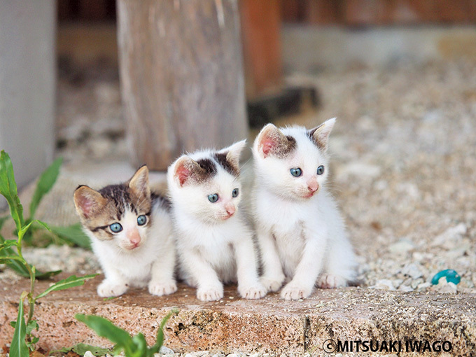 世界のネコの今日 - 岩合光昭の写真展「ねこ歩き」静岡・広島・青森に巡回｜写真3