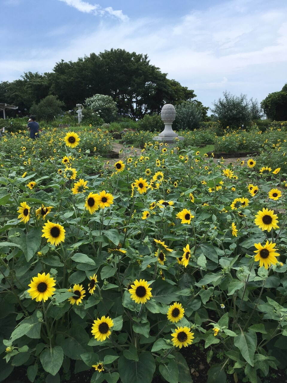 横須賀・ソレイユの丘で「ヒマワリフェスタ」約20万本のヒマワリが開花、自然の絵画鑑賞や限定グルメも｜写真10