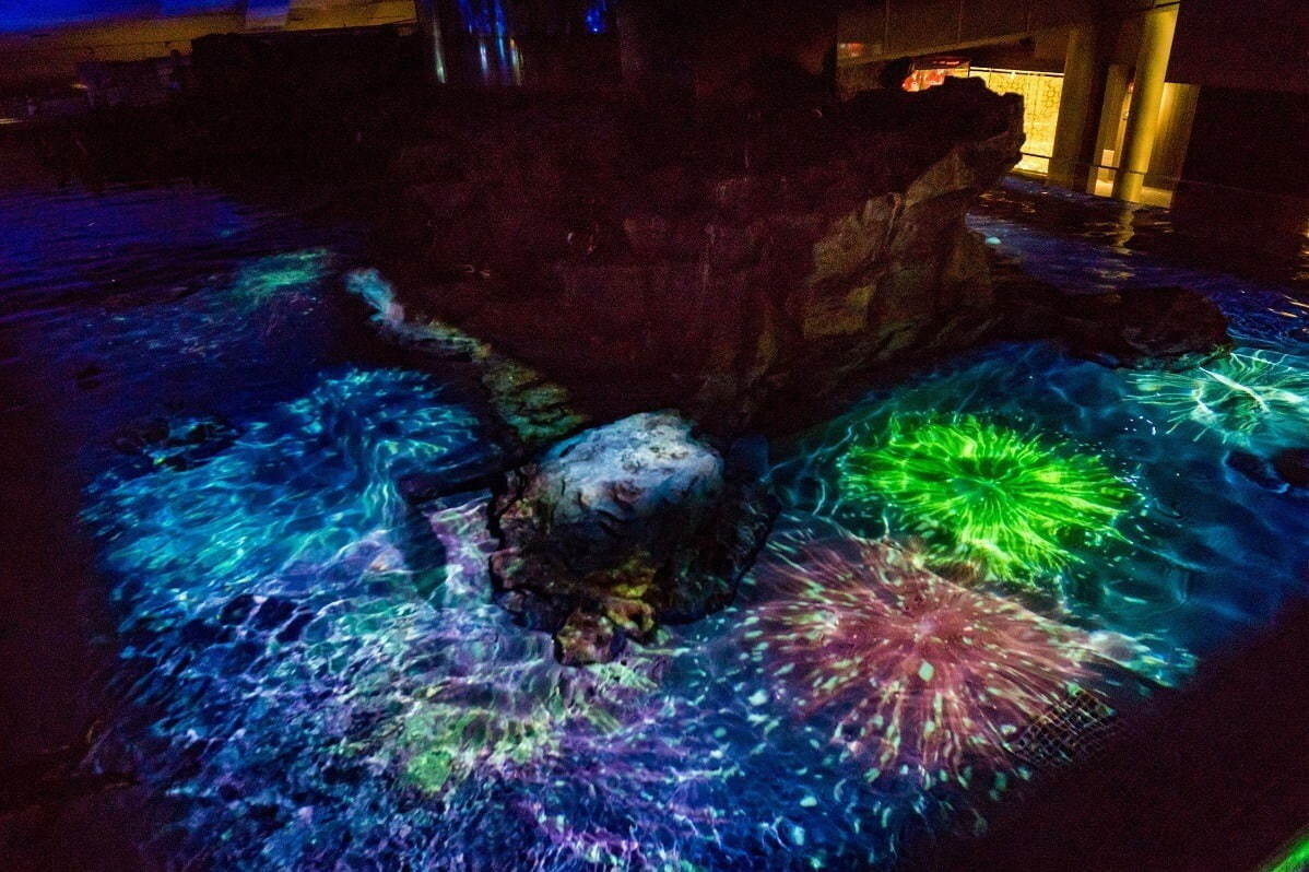 すみだ水族館「夏の夜すい」“夜の水族館”で楽しむプロジェクションマッピング「ペンギン花火」｜写真1