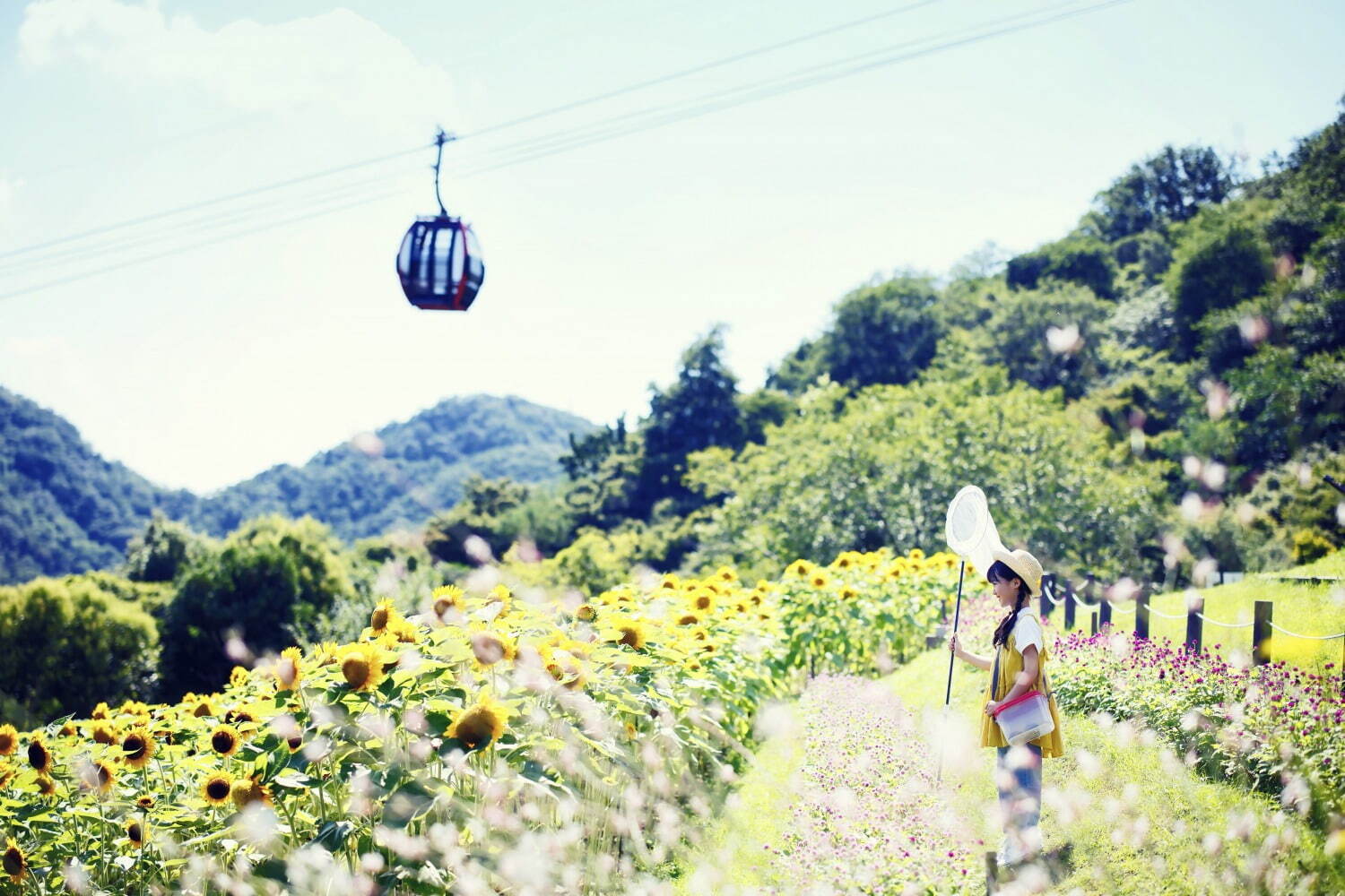 神戸布引ハーブ園／ロープウェイ「ひまわり畑」夏のひまわり＆爽やかに香るレモングラスなど見頃に｜写真13