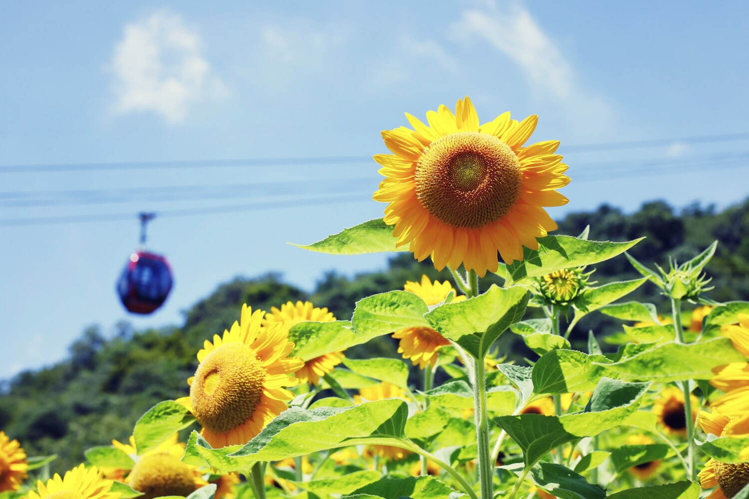 神戸布引ハーブ園／ロープウェイ「ひまわり畑」夏のひまわり＆爽やかに香るレモングラスなど見頃に｜写真10