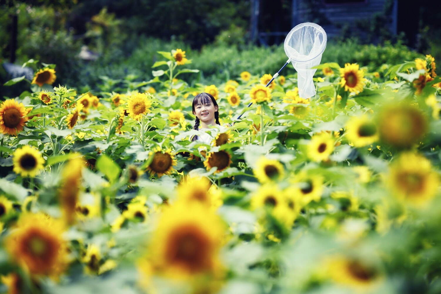 神戸布引ハーブ園／ロープウェイ「ひまわり畑」夏のひまわり＆爽やかに香るレモングラスなど見頃に｜写真8