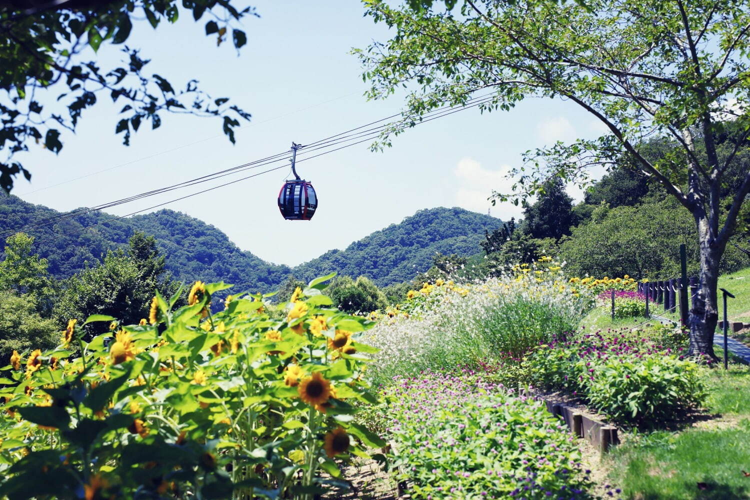 神戸布引ハーブ園／ロープウェイ「ひまわり畑」夏のひまわり＆爽やかに香るレモングラスなど見頃に｜写真2