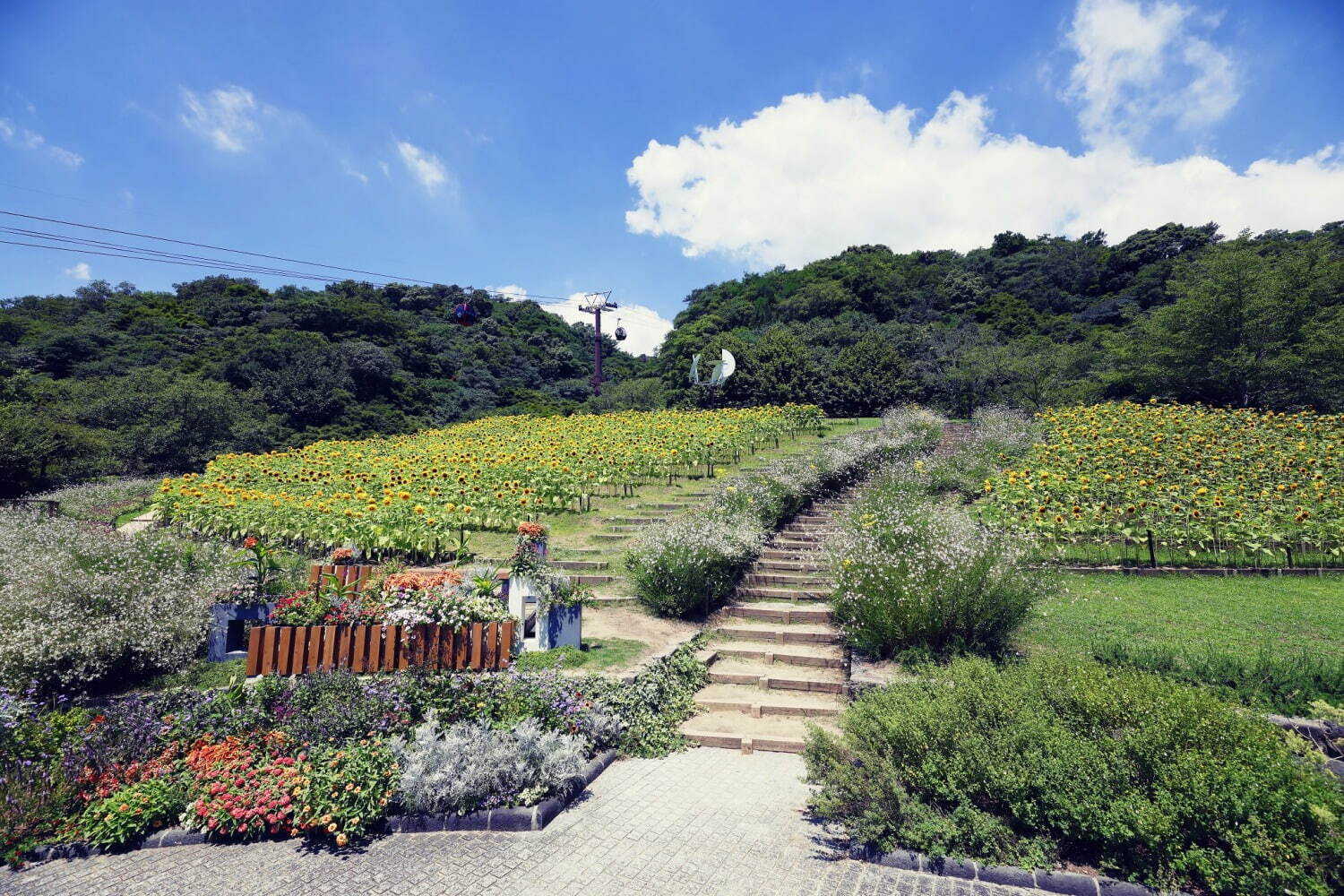 神戸布引ハーブ園／ロープウェイ「ひまわり畑」夏のひまわり＆爽やかに香るレモングラスなど見頃に｜写真11