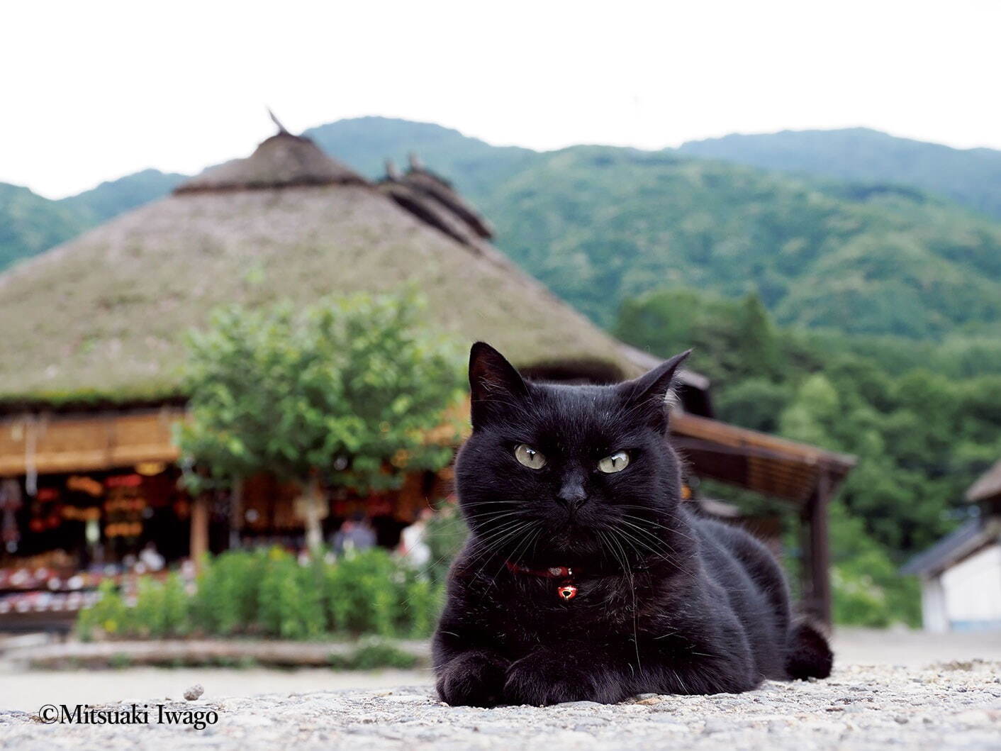 動物写真家・岩合光昭の新作写真展「岩合光昭の日本ねこ歩き」は札幌＆新潟からスタート｜写真2