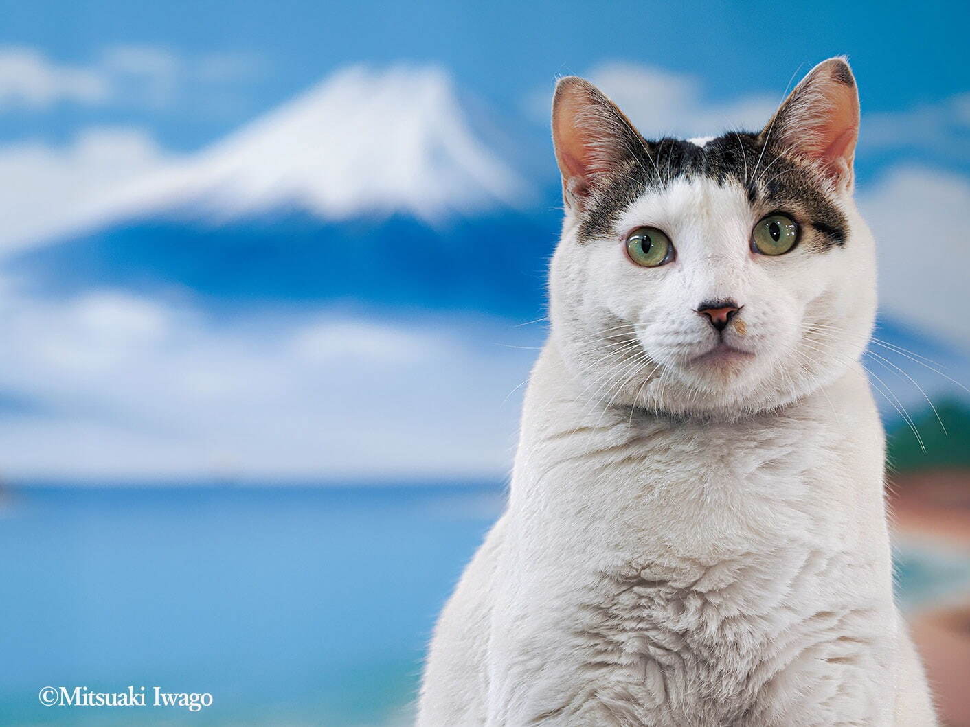 動物写真家・岩合光昭の新作写真展「岩合光昭の日本ねこ歩き」は札幌＆新潟からスタート｜写真1