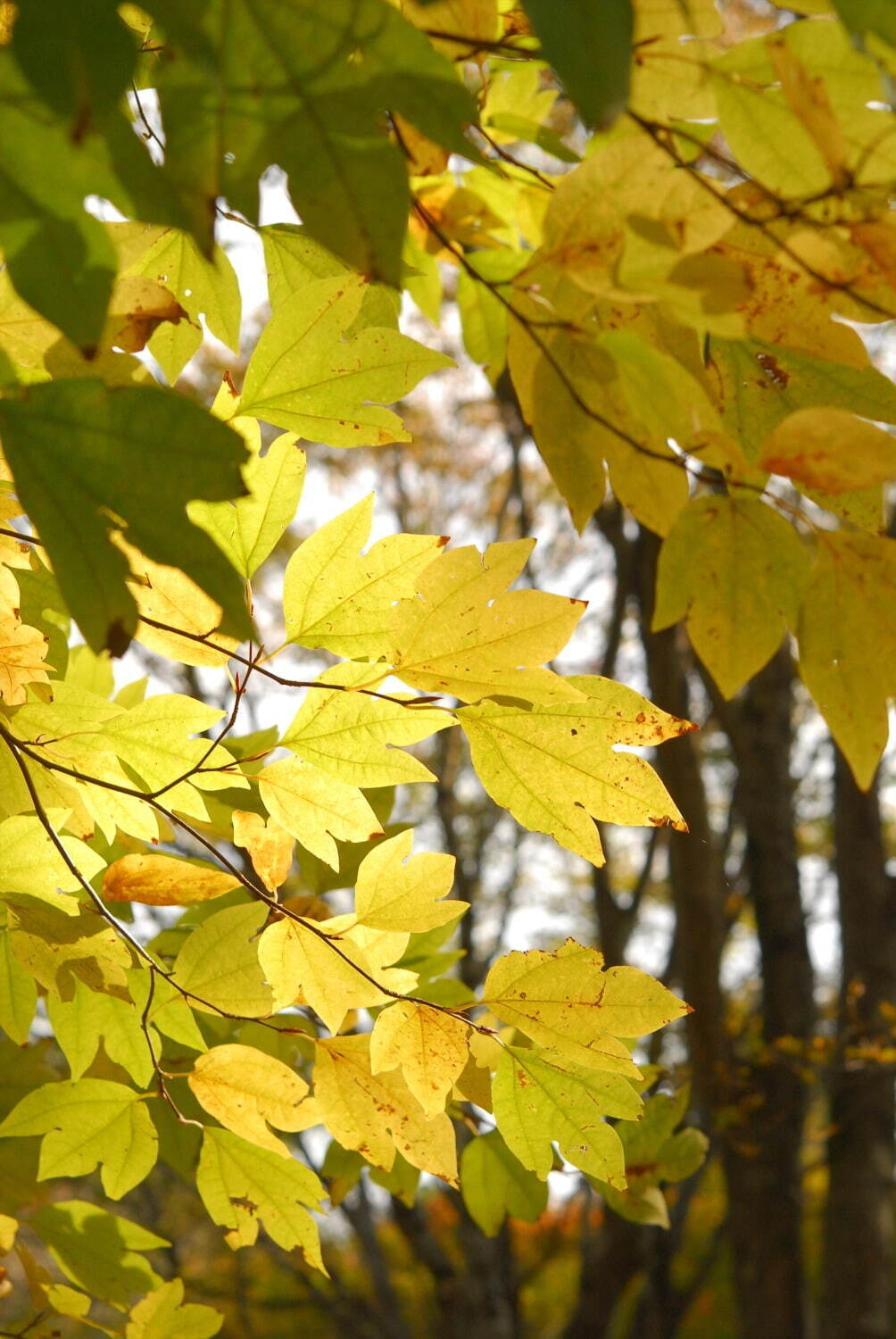 神戸・六甲高山植物園の紅葉が見頃に、 紅葉とアート作品を幻想的にライトアップ｜写真6