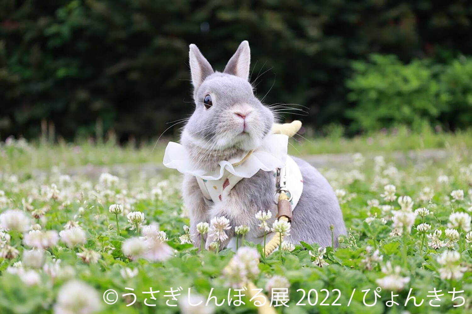 「うさぎしんぼる展 2022」東京＆名古屋で、”過去最大規模”うさぎ写真＆限定グッズ販売も｜写真6