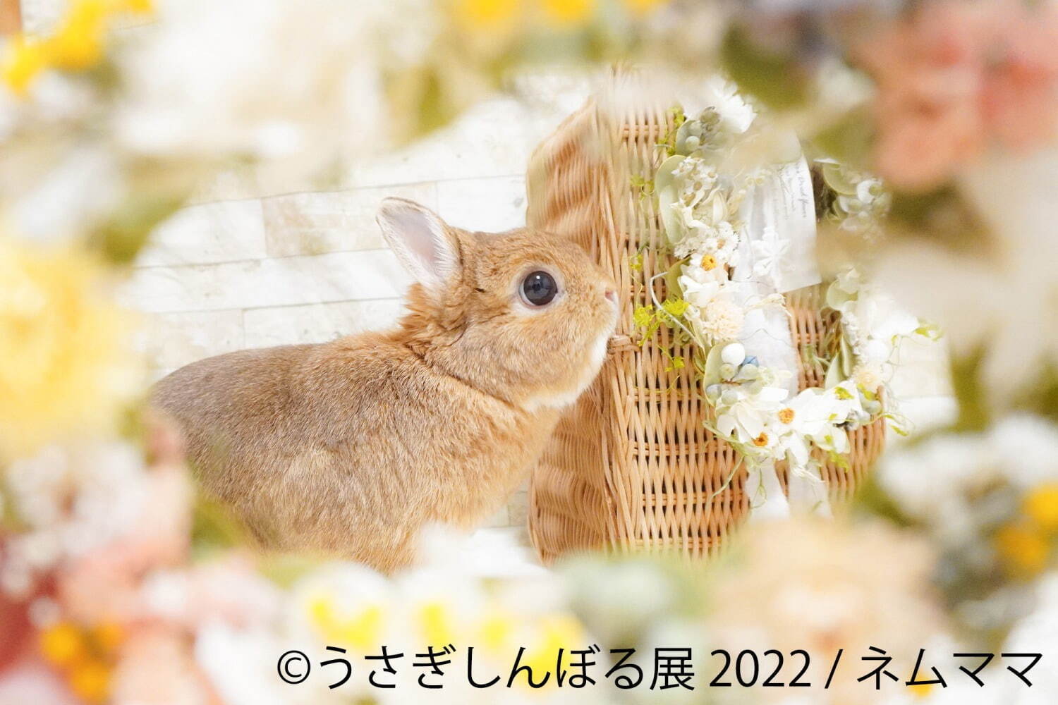 「うさぎしんぼる展 2022」東京＆名古屋で、”過去最大規模”うさぎ写真＆限定グッズ販売も｜写真5