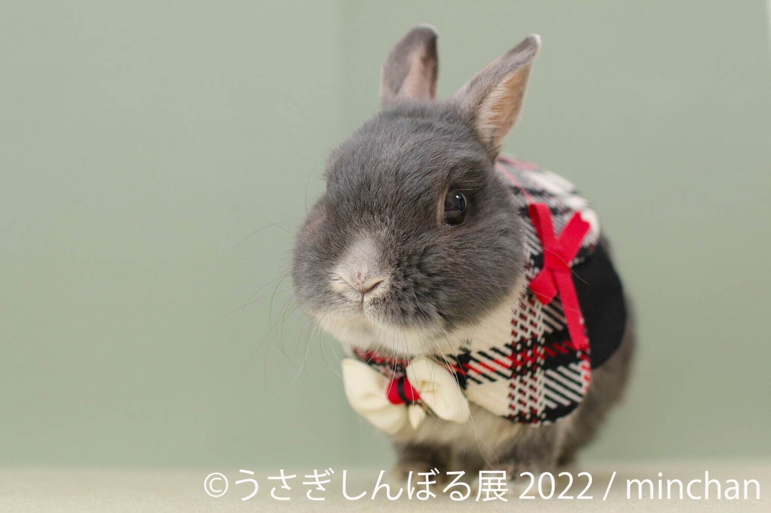 「うさぎしんぼる展 2022」東京＆名古屋で、”過去最大規模”うさぎ写真＆限定グッズ販売も｜写真3