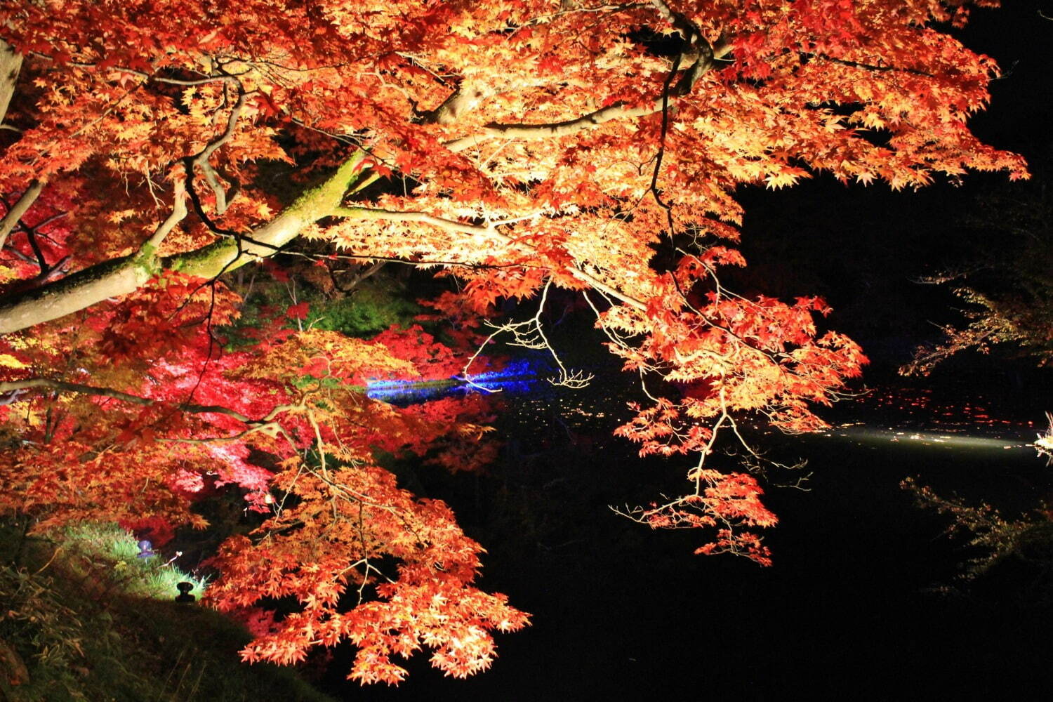 ＜青森・弘前公園＞「弘前城菊と紅葉まつり」