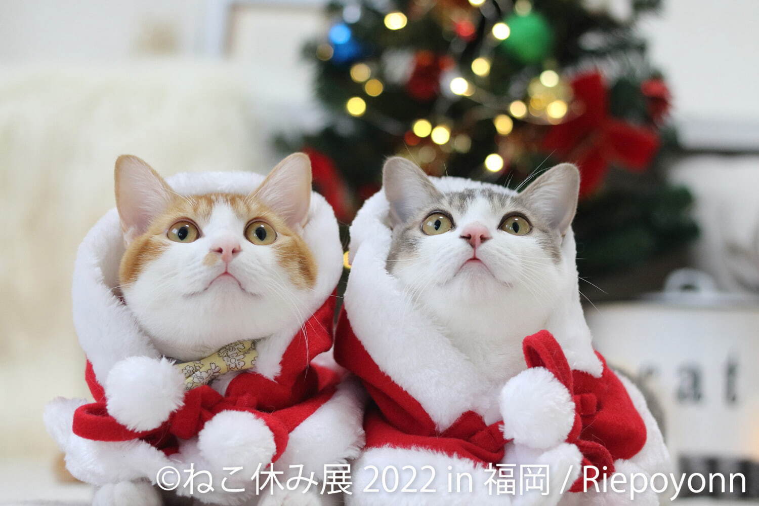 ねこの合同写真展＆物販展「ねこ休み展 冬 2022」福岡で、スター猫新作＆限定グッズ販売も｜写真20